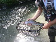 Catch & Release for Trophy Trout in Alaska